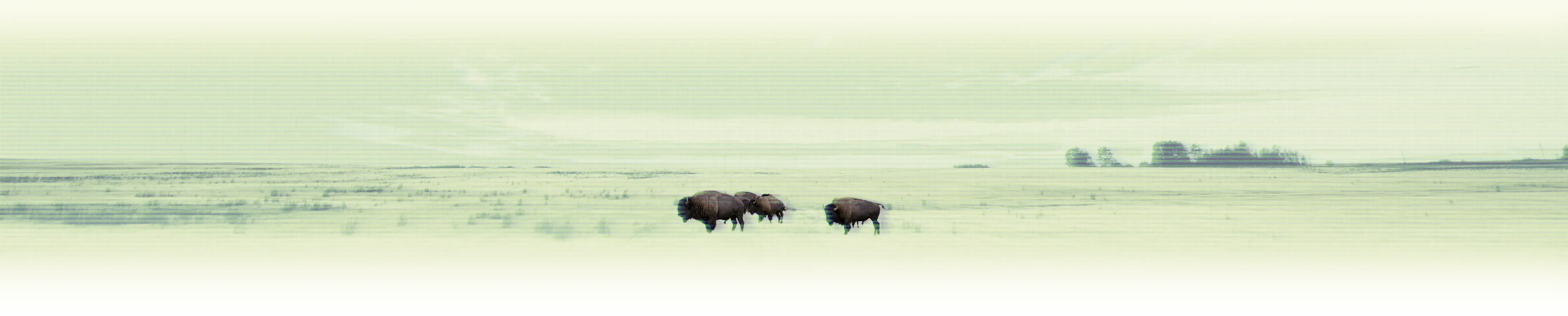 First Image (Bottom)